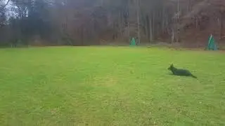 Xaver vom Hohner Berg   Platz ausm Laufschritt
