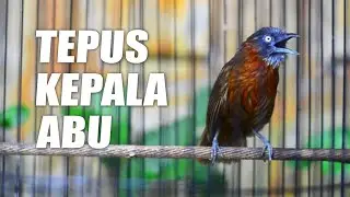 MASTERAN TEPUS KEPALA ABU KONSLET