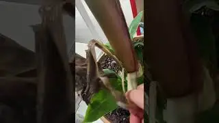 Indoor garden pests: Trying to save my banana plant from spider mites. #indoorgarden #spidermites