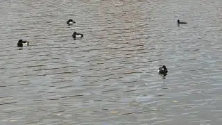 Tufted Ducks