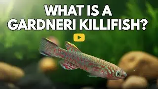 Что такое киллифиш Гарднера?🐟💦