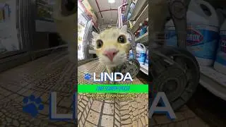 Meet Linda in Bushwick #cat #nyc #brooklyn #shopcats #bodega