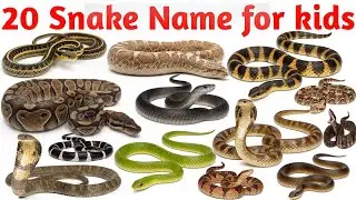 Snake Names के नाम | Cobra, Python, Viper | Kids Vocabulary Learning