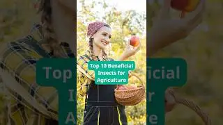 Top 10 Beneficial Insects for Agriculture