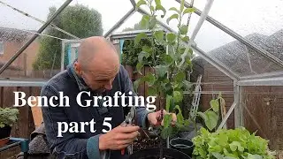 Bench grafting apple and pear trees part 5: removing rootstock growth and initial pruning.