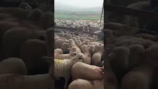 Oii și miei Bali .Fermă de oi A Dl Toader din Corvinesti