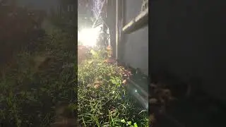 How Bees Collect Pollen, A Close Look Inside the Hive_8_Dec_25  #bee #beekeeping #beekeeper