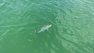 Capt. Mack's Striper Spin