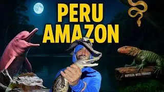 WE HERPED THE PERUVIAN AMAZON with Manny of TikisGeckos | Reptiles With Podcast