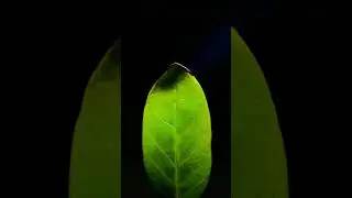 Object Close Up - Burning Leaf #asmr #closeup #macro #Leaf #Burning #heat #Fire  #shorts #shortfeed