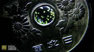 Volvox algae swimming in a water drop in a Japanese 50 Yen Coin | 2025 Nikon Small World
