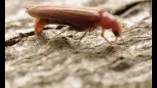 Lymexylonidae: Hylecoetus dermestoides .wmv