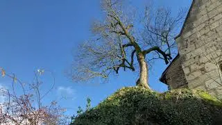 un arbre au cœur de Béhuard