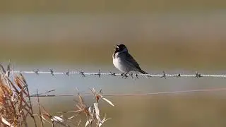 Common Reed Bunting (Emberiza Schoeniclus) - Rohrammer