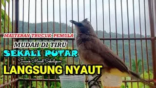 TRUCUKAN GACOR NGUPLIK | Masteran TRUCUKAN Terbaik Trucuk Malas Bunyi Jadi Gacor Ropel Panjang
