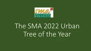 Musclewood (Carpinus caroliniana): SMA 2022 Urban Tree of the Year