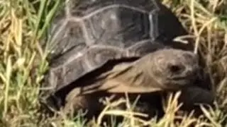 Walking the habitat