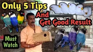 লাভবার্ড পাখি Breeding এ বসানোর আগে কি করা উচিত জেনে নিন ! @AB Birds and Dog lovers |