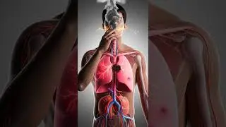 What Smoking Does Inside Your Body 🚬😳 Ultra Real 3D Internal Reaction