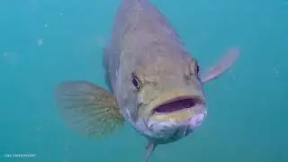 Lake Owen Fun Dive 2023