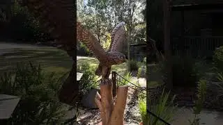 Get Up Close with Wildlife 🐘✨ Jamala Lodge Open Day Canberra #Wildlife #Jamala #Shorts