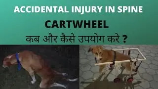 Accidental injury in spine|Dog nerve damage back legs | Nerve injury wheelcart for dogs
