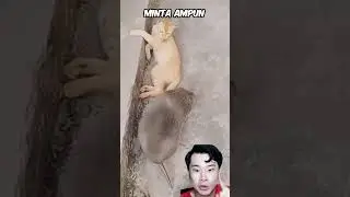Kucing VS Tikus Terbesar Di Dunia!