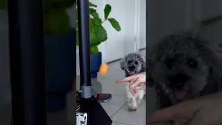Smart fetch machine. #diy #inventions #puppy