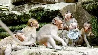 Cute baby monkeys in Mila group