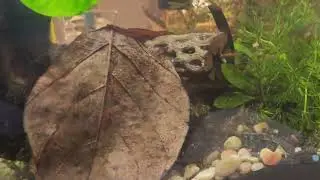 Pet shrimp relaxing 