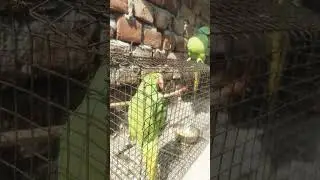 cute parrot voice video #parrot #talkingparot
