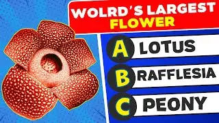 🌸 Flower Trivia Challenge 🌻 | Can You Name All These Flowers?