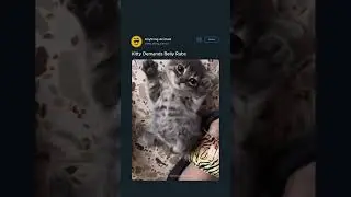 Kitten Demands Belly Rubs ⬇️