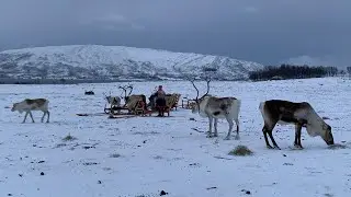REINDEER SLEDDING WITH THE SAMI IN TROMS&Oslash;, NORWAY