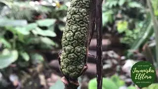 CYRTOSPERMA HAMBALII | #plantindentification #cyrtosperma #javaniskaelflora #plants #aroids