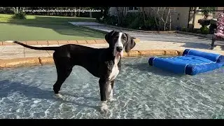 Talkative Great Dane Puppy Has Fun Splashing In The Pool