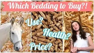 Comparing Horse Bedding ~ Pro&rsquo;s, Con&rsquo;s and Cost