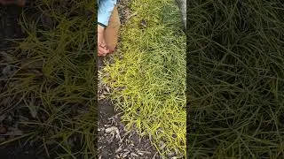 Liriope minor 'Gotemba Gold' a rare gold foliage Monkey grass