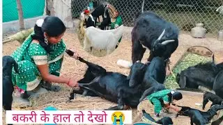 #goat milk#Cute morning with my Bakri family 😱#yogitahindivlogs