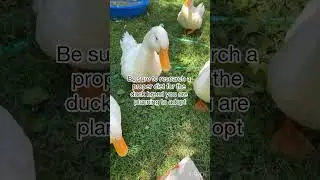 Part one #ducks #facts #pets #feed #tips #swimming #babypool #fyp