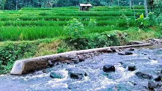 Natural River Ambience for Quiet Nights