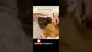 Happy Chinese 快乐汉语 | Mandarin Chinese Listen & Speak Practice | Daily Chinese Speak | Sleep 睡觉