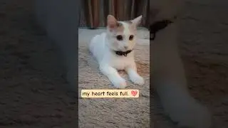 Meow Meow's Dairy | Life of a Rescue Cat #channel #youtubeshorts #shortfeed #youtubevideo #foryou