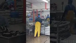 processing salmon at the fish house pink salmon or humpy's