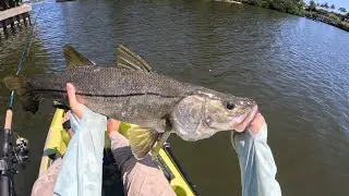Big snook and sheepshead fishing in Southeast, Florida (Surprise Catch)