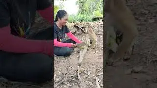 Lady opens coconut for a monkey wearing pants