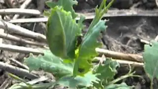 Pea Leaf Weevil Feeding Damage - Farming Smarter