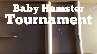 Baby Hamster Maze Race Tournament #5 | semifinals! | Baby Hamster Race