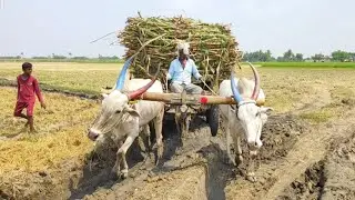 Bullock Cart Mud Ride | Bullock Cart Ride