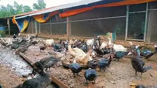 The Quack That Makes You Rich (Fastest Growing Ducks for Farming